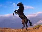 Immagine profilo di cavallo-furia